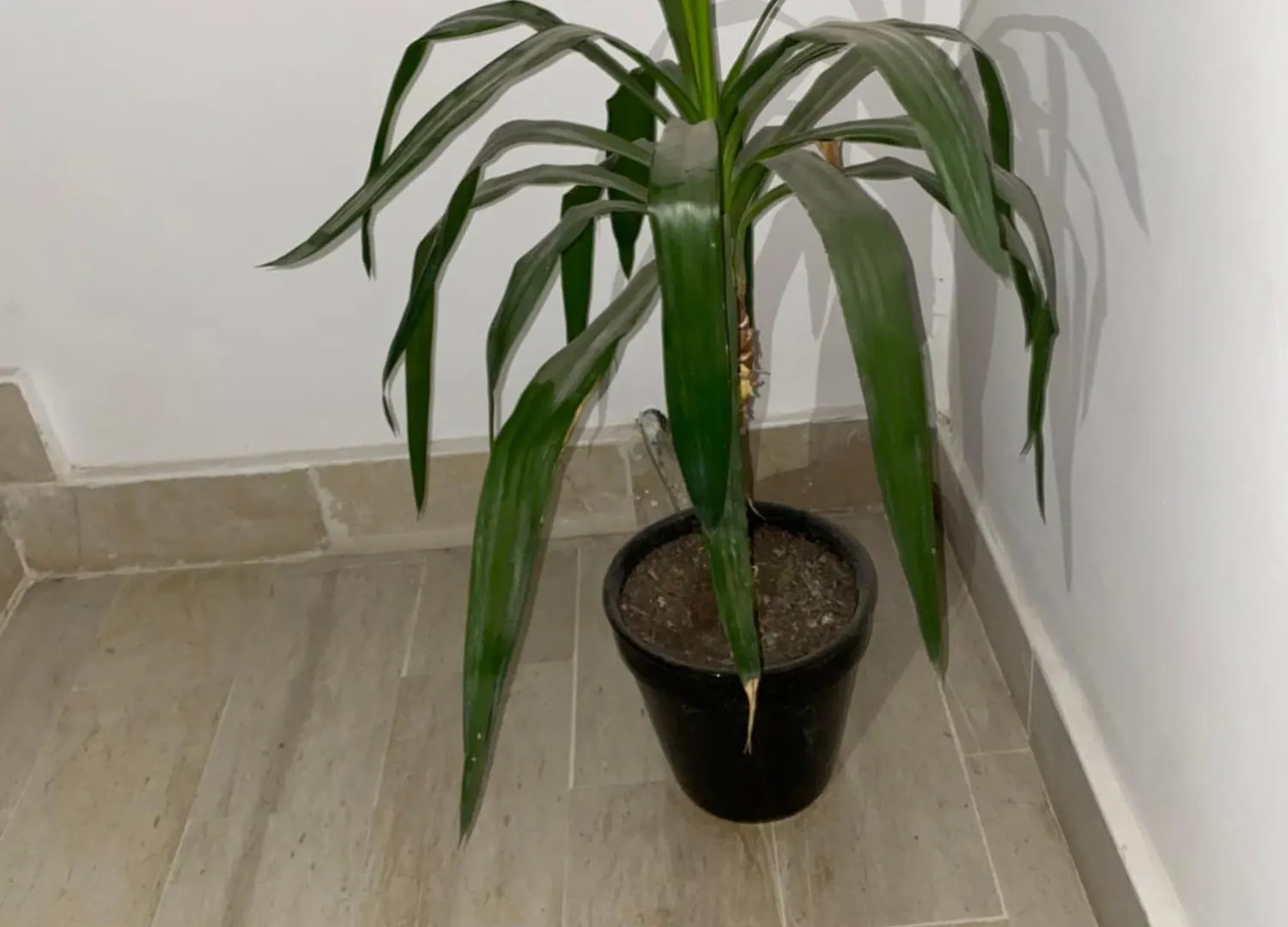 Appartement Neuf Tunis